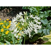 Kategorie <b>Produkt nicht gewünscht </b> - Agapanthus africanus 'Albus'