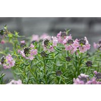 Kategorie <b>Stauden </b> - Aethionema grandiflorum