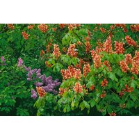 Kategorie <b>Laubbäume </b> - Aesculus carnea 'Briotii'