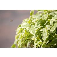 Kategorie <b>Stauden </b> - Aegopodium podagraria 'Variegata'