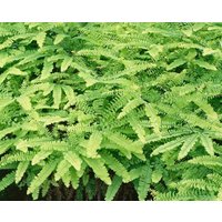Kategorie <b>Gräser </b> - Adiantum pedatum 'Imbricatum'