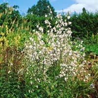 Kategorie <b>Produkt nicht gewünscht </b> - Adenophora liliifolia