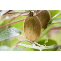 Kategorie <b>Obst </b> - Actinidia chinensis 'Hayward'
