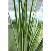 Kategorie <b>Produkt nicht gewünscht </b> - Acorus gramineus 'Variegatus'