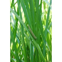 Kategorie <b>Produkt nicht gewünscht </b> - Acorus calamus