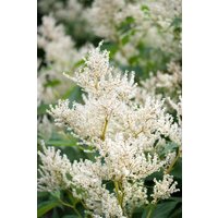 Kategorie <b>Produkt nicht gewünscht </b> - Aconogonon speciosum 'Johanniswolke'