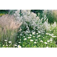 Kategorie <b>Stauden </b> - Aconogonon campanulatum