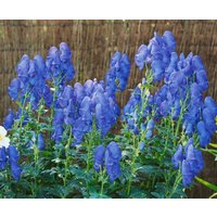 Kategorie <b>Stauden </b> - Aconitum x cammarum 'Blue Lagoon'