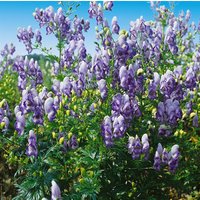 Kategorie <b>Produkt nicht gewünscht </b> - Aconitum x cammarum 'Bicolor'