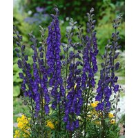 Kategorie <b>Produkt nicht gewünscht </b> - Aconitum napellus 'Newry Blue'