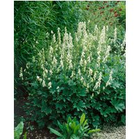 Kategorie <b>Stauden </b> - Aconitum lycoctonum ssp.vulp.'Ivorine'