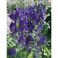 Kategorie <b>Produkt nicht gewünscht </b> - Aconitum henryi 'Spark'