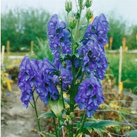 Kategorie <b>Stauden </b> - Aconitum carmichaelii 'Arendsii'