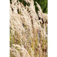 Kategorie <b>Produkt nicht gewünscht </b> - Achnatherum calamagrostis