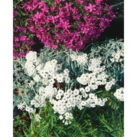 Kategorie <b>Produkt nicht gewünscht </b> - Achillea x kellereri