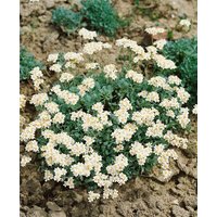 Kategorie <b>Produkt nicht gewünscht </b> - Achillea umbellata