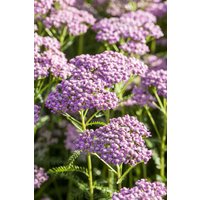Kategorie <b>Produkt nicht gewünscht </b> - Achillea Tutti Frutti Wonderful Wampee
