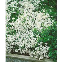 Kategorie <b>Produkt nicht gewünscht </b> - Achillea ptarmica 'The Pearl'