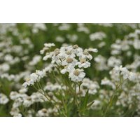 Kategorie <b>Produkt nicht gewünscht </b> - Achillea ptarmica