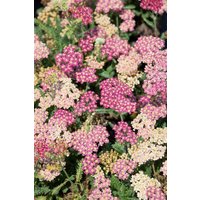 Kategorie <b>Produkt nicht gewünscht </b> - Achillea millefolium Desert Eve Deep Rose'