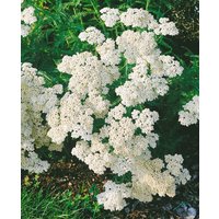 Kategorie <b>Produkt nicht gewünscht </b> - Achillea millefolium 'White Beauty'