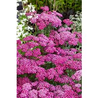 Kategorie <b>Produkt nicht gewünscht </b> - Achillea millefolium 'Sammetriese'