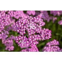 Kategorie <b>Produkt nicht gewünscht </b> - Achillea millefolium 'Lilac Beauty'