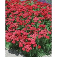 Kategorie <b>Produkt nicht gewünscht </b> - Achillea millefolium 'Christel'