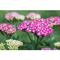 Kategorie <b>Produkt nicht gewünscht </b> - Achillea millefolium 'Cerise Queen'