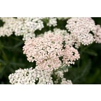 Kategorie <b>Produkt nicht gewünscht </b> - Achillea millefolium 'Apfelblüte'
