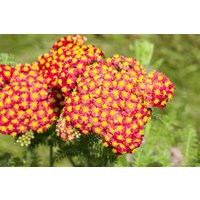 Kategorie <b>Produkt nicht gewünscht </b> - Achillea millefolium Summer Fruits Carmine