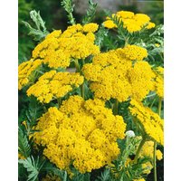 Kategorie <b>Produkt nicht gewünscht </b> - Achillea filipendulina 'Helios'