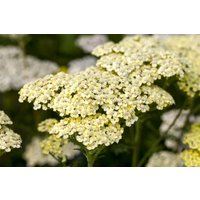 Kategorie <b>Produkt nicht gewünscht </b> - Achillea filipendulina 'Credo'