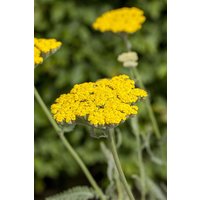 Kategorie <b>Produkt nicht gewünscht </b> - Achillea filipendulina 'Coronation Gold'