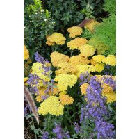 Kategorie <b>Produkt nicht gewünscht </b> - Achillea clypeolata 'Schwellenburg'