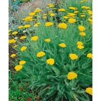 Kategorie <b>Produkt nicht gewünscht </b> - Achillea clypeolata
