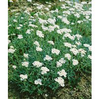 Kategorie <b>Produkt nicht gewünscht </b> - Achillea ageratifolia