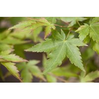 Kategorie <b>Laubbäume </b> - Acer palmatum 'Sangokaku'