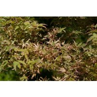 Kategorie <b>Laubbäume </b> - Acer palmatum 'Oridono-nishiki'