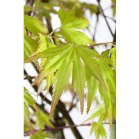 Kategorie <b>Laubbäume </b> - Acer palmatum 'Orange Dream'