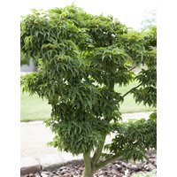Kategorie <b>Laubbäume </b> - Acer palmatum 'Kotohime'