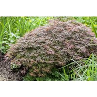 Kategorie <b>Laubbäume </b> - Acer palmatum 'Garnet'