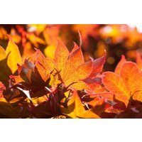 Kategorie <b>Laubbäume </b> - Acer palmatum 'Fireglow'