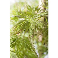 Kategorie <b>Laubbäume </b> - Acer palmatum 'Emerald Lace'