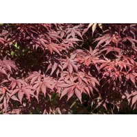 Laubbäume - Acer palmatum 'Bloodgood'
