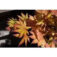 Kategorie <b>Laubbäume </b> - Acer palmatum 'Autumn Moon'