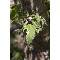 Kategorie <b>Laubbäume </b> - Acer negundo 'Variegatum'