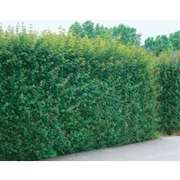 Hecken - Acer campestre