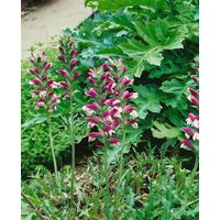 Kategorie <b>Produkt nicht gewünscht </b> - Acanthus spinosus