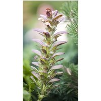 Kategorie <b>Produkt nicht gewünscht </b> - Acanthus hungaricus